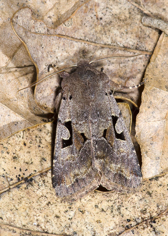 Noctuidae - Orthosia gothica